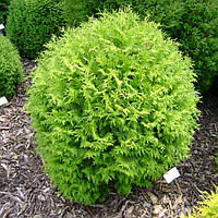 Туя западная Чемпион С2(Thuja occidentalis Little Champion)