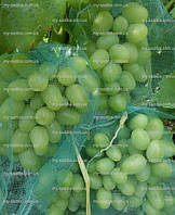 Сітка для захисту пензлів винограду від ос, 40*70 см.
