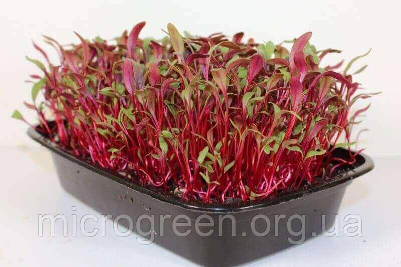 Насіння Буряк червона Бичача кров мікрогрін | бебі листя | доросла зелень (import)