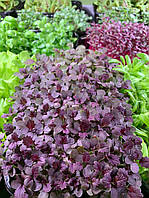 Семена Горчица Red Carpet микрогрин | беби листья (import)