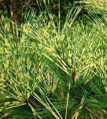 Сосна густоквіткова Oculus Draconis 3 річна. Сосна густоцветковая Глаз Дракона, Pinus densiflora