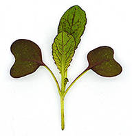 Семена Горчица Красный лев микрогрин | беби листья (import)