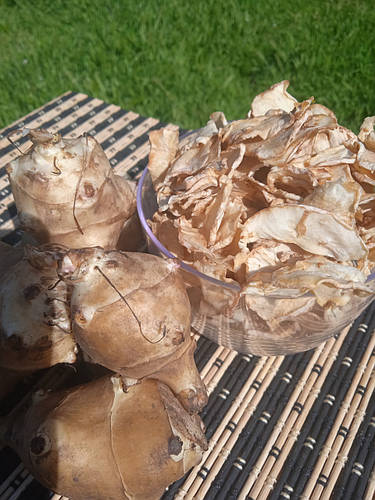 Купить Ломтики топинамбура 0,5 кг сушеный корень земляной груши ...