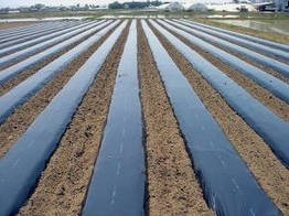 Пленка мульчируюча чорна 1,2м* 1000м 25 мкм Ginegar CAST C-801, Ізраїль 5 років