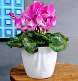 Горшик для квітів Магнолія Джампер 110 мм білий, фото 2