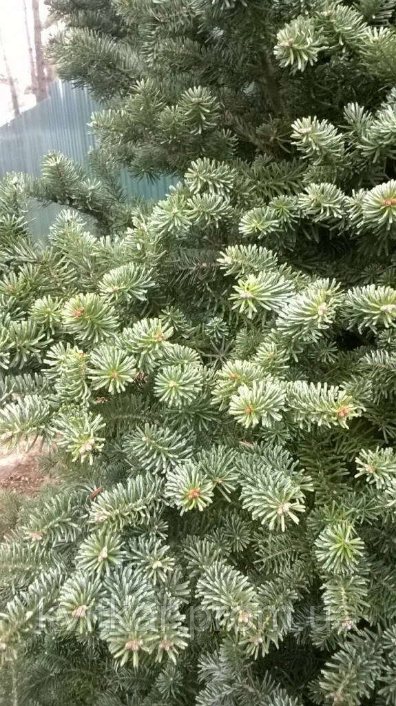 Пихта корейская Abies KOREANA Blauer Pfiff h3-3,5м C-130 - фото 2 - id-p204782646