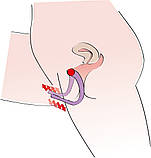 Стимулятор G-точки G-spot Labia Spreader, фото 4