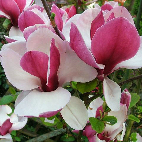 Магнолія Пікардс Рубі / С7,5 / h 100-140 / Magnolia Pickards Ruby