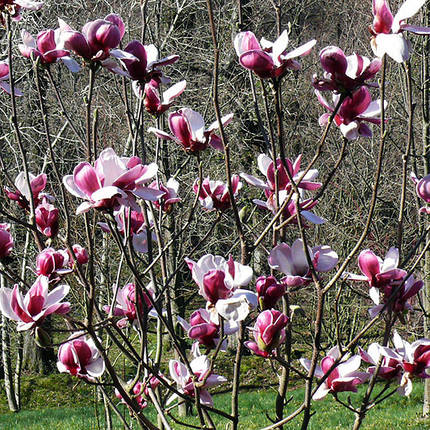 Магнолія Пікардс Рубі / С7,5 / h 100-140 / Magnolia Pickards Ruby, фото 2