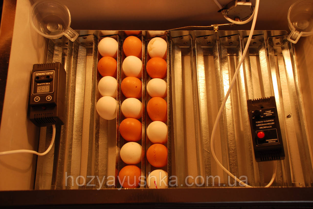 Инкубатор Наседка 70 яиц с автоматическим переворотом - фото 5 - id-p448150027
