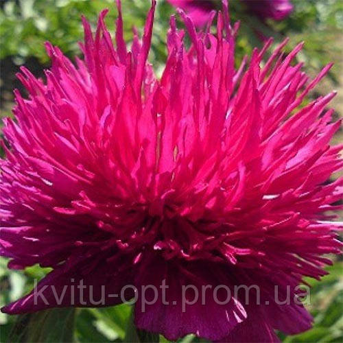 Red Spider, фото 1