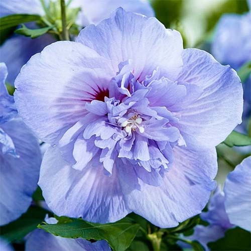 Саженцы гибискуса сирийского голубого "Blue Chiffon" 3-х летние 1,5-1,7 м ОКС крупномерные штамбовые