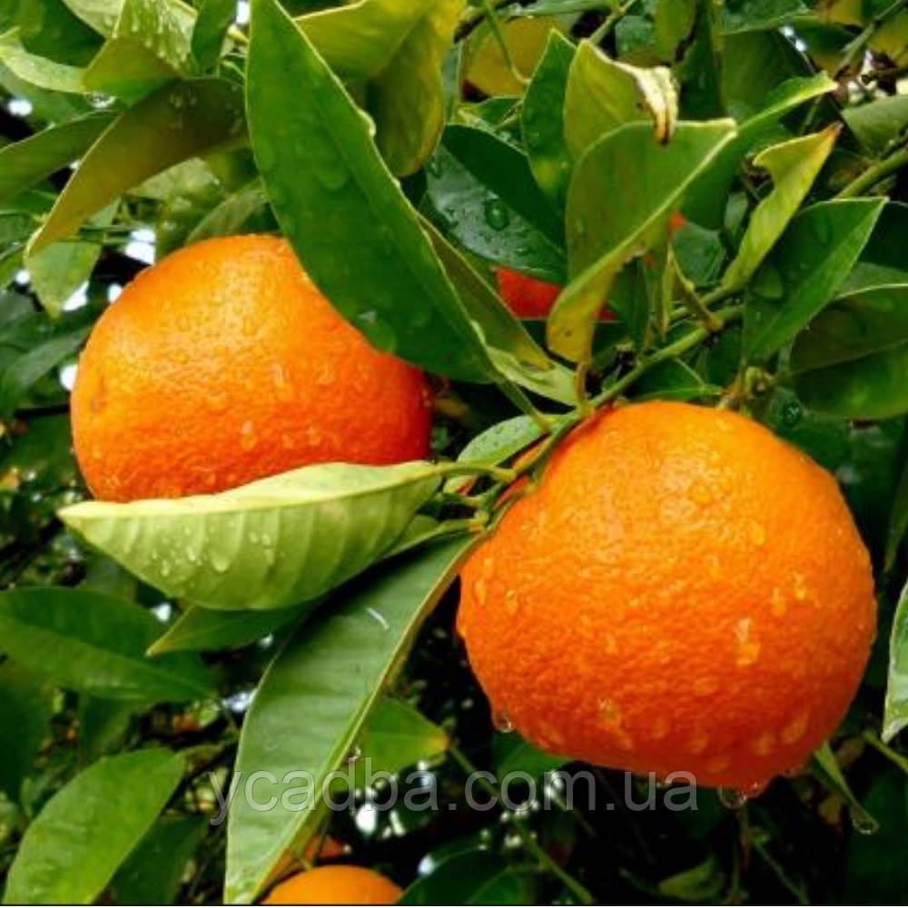 Апельсин "Валенсія" 2 роки, фото 1