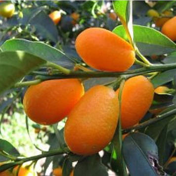 Кумкват Маргарита Максима щеплений