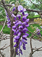 Гліцинія "Amethyst". Wisteria sinensis "Amethyst".