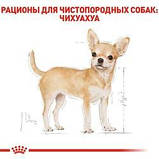 Сухий корм для дорослих собак породи чіхуахуа Royal Canin Chihuahua Adult, 1,5 кг, фото 5