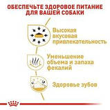 Сухий корм для дорослих собак породи чіхуахуа Royal Canin Chihuahua Adult, 1,5 кг, фото 6