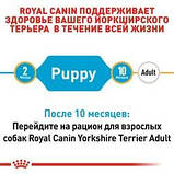 Сухий корм для цуценят породи йоркширський тер'єр до 10 місяців Royal Canin Yorkshire Puppy 0,5 кг, фото 5