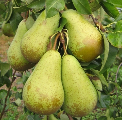 Саджанці груші осінньої сорт "Конференція", підщепа ВА-29, фото 1