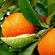 Апельсин Гамлін (щеплений, контейнер 2года)