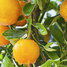 Апельсин Верна (щеплений)