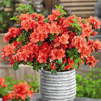 Рододендрон (азалія) Geisha Orange сажанець 3 років