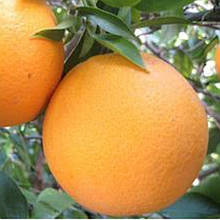 Апельсин Томсон Навел (щеплений)