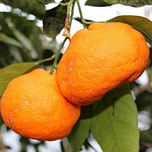 Мандарин Сочинський (контейнер 0,5 л)