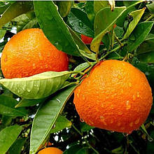 Мандарин Ковано-Васе (щеплений)