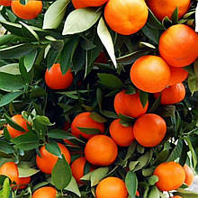 Мандарин Міагава-Васе (щеплений)