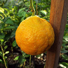 Мандарин Ксі Шань (контейнер 0,5 л)