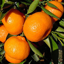 Мандарин Кішу Мікан (щеплений, контейнер 2года)