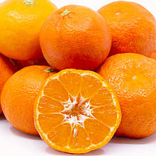 Мандарин Тахе Голд (щеплений, контейнер 2года)