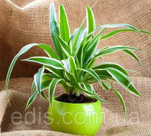 Хлорофітум варієгатний Ocean P11