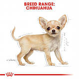 Royal Canin Chihuahua Puppy 0,5 кг сухий корм для цуценят породи чихуахуа до 8-ми місяців, фото 7