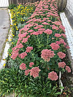 Очіток винний. Sedum spectabile.