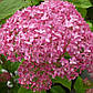 Гортензія деревоподібна Pink Annabelle (контейнер 0,5л), фото 2