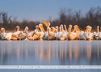 Фото открытка "Белые пеликаны. Кинбурнская Коса"