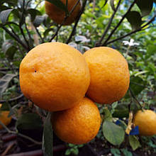 Мандарин Піксі (щеплений, контейнер 2года)