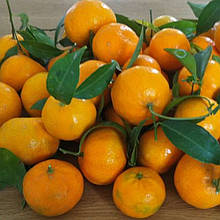 Мандарин Тардіво ді (щеплений, контейнер 1год)