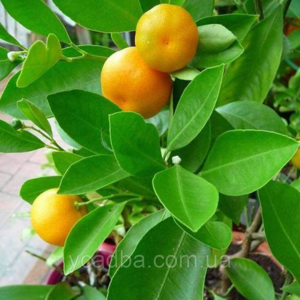 Мандарин Сочинський 2 роки, фото 1