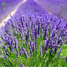 Лаванда вузьколична Річард Грей