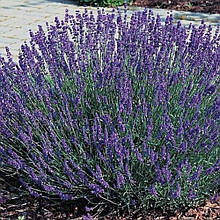 Лаванда Дарк Хідкот Блу (горщик 0,5л)