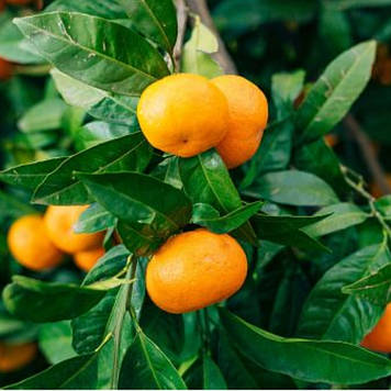 Мандарин Ковано-Васе (щеплений)