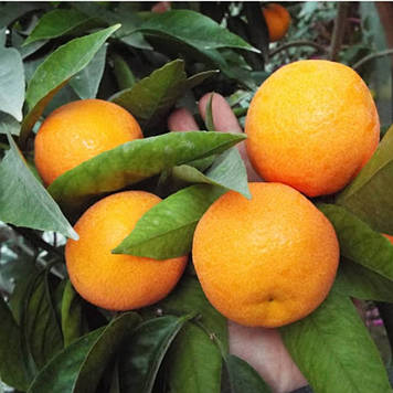 Мандарин Хашимото щеплений