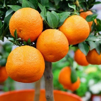 Мандарин Ксі Шань 2 роки