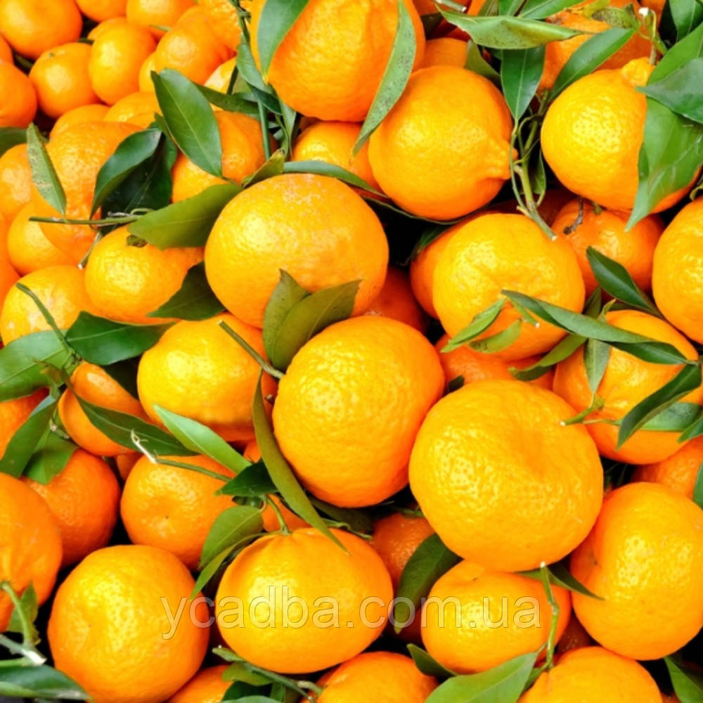 Мандарин Піксі (щеплений), фото 1