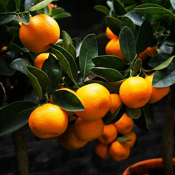 Мандарин Кінноу щеплений