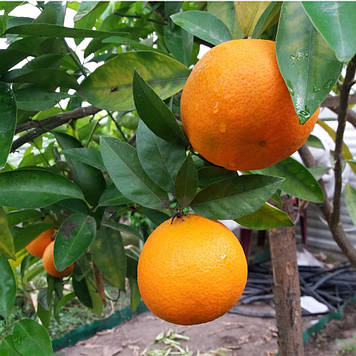 Мандарин Нова щеплений