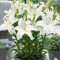 Лілія орієнтальна Captain Tricolore цибулини 12/14